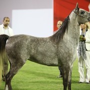 2011 Ajman Arabian Horse Show Day 1
