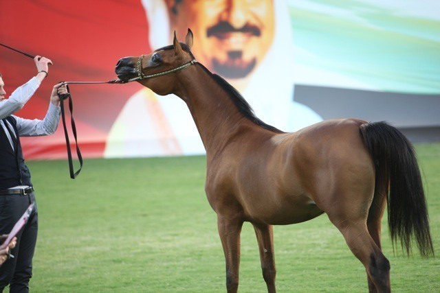 2011 Ajman Arabian Horse Show Day 1