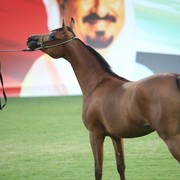 2011 Ajman Arabian Horse Show Day 1