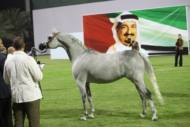 2011 Ajman Arabian Horse Show Day 1