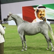2011 Ajman Arabian Horse Show Day 1