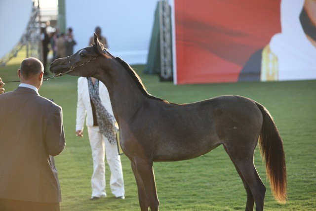 2011 Ajman Arabian Horse Show Day 1