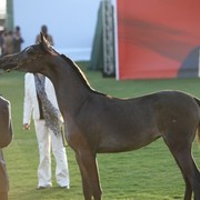 2011 Ajman Arabian Horse Show Day 1