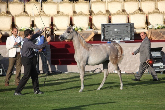 2011 Ajman Arabian Horse Show Day 1