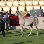 2011 Ajman Arabian Horse Show Day 1