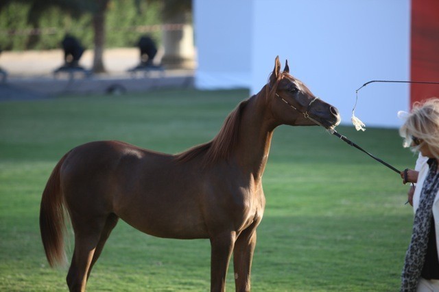 2011 Ajman Arabian Horse Show Day 1
