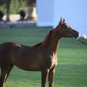 2011 Ajman Arabian Horse Show Day 1