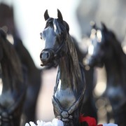 2011 Ajman Arabian Horse Show Day 1