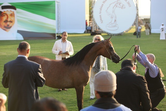 2011 Ajman Arabian Horse Show Day 1