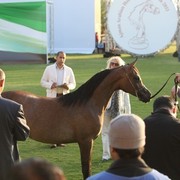2011 Ajman Arabian Horse Show Day 1