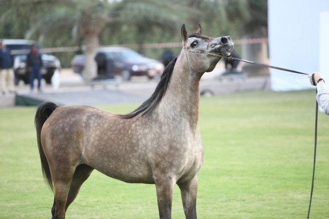 2011 Ajman Arabian Horse Show Day 1