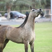 2011 Ajman Arabian Horse Show Day 1