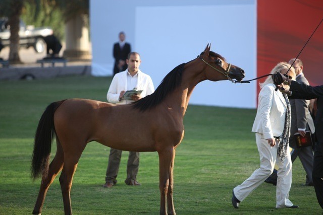 2011 Ajman Arabian Horse Show Day 1