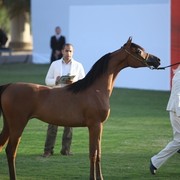 2011 Ajman Arabian Horse Show Day 1