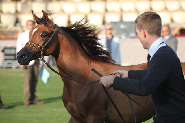 2011 Ajman Arabian Horse Show Day 1