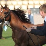 2011 Ajman Arabian Horse Show Day 1