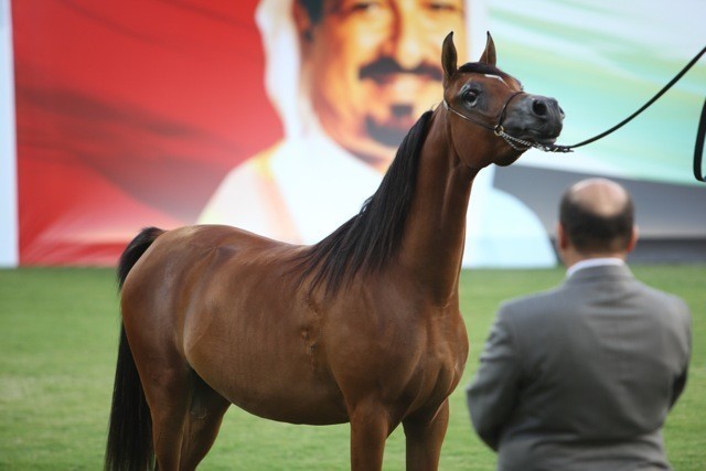2011 Ajman Arabian Horse Show Day 1