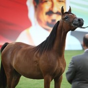 2011 Ajman Arabian Horse Show Day 1