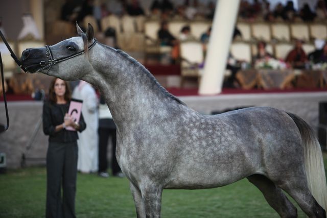 2011 Ajman Arabian Horse Show Day 2