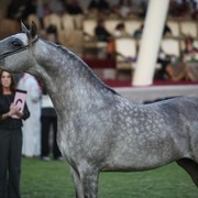 2011 Ajman Arabian Horse Show Day 2