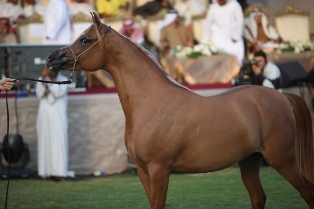 2011 Ajman Arabian Horse Show Day 2