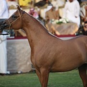 2011 Ajman Arabian Horse Show Day 2