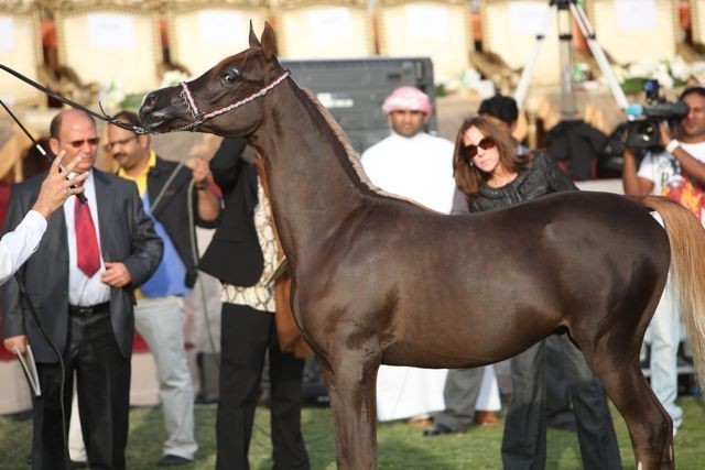 2011 Ajman Arabian Horse Show Day 2