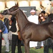 2011 Ajman Arabian Horse Show Day 2