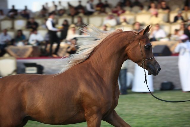 2011 Ajman Arabian Horse Show Day 2