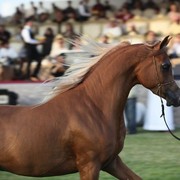 2011 Ajman Arabian Horse Show Day 2