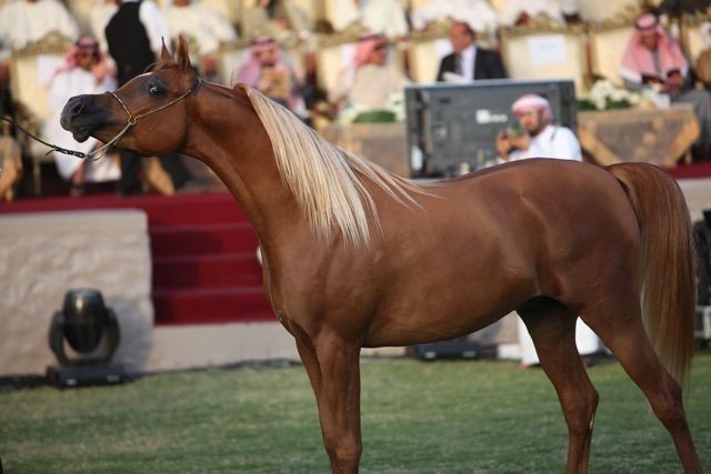 2011 Ajman Arabian Horse Show Day 2
