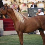 2011 Ajman Arabian Horse Show Day 2