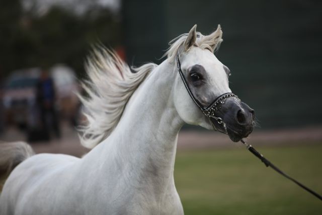 2011 Ajman Arabian Horse Show Day 2