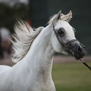 2011 Ajman Arabian Horse Show Day 2