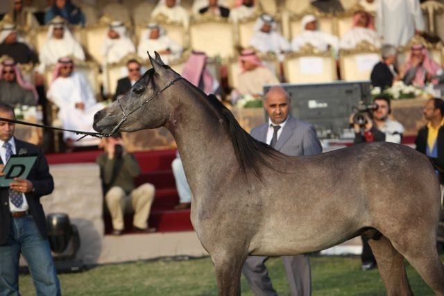 2011 Ajman Arabian Horse Show Day 2