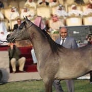 2011 Ajman Arabian Horse Show Day 2
