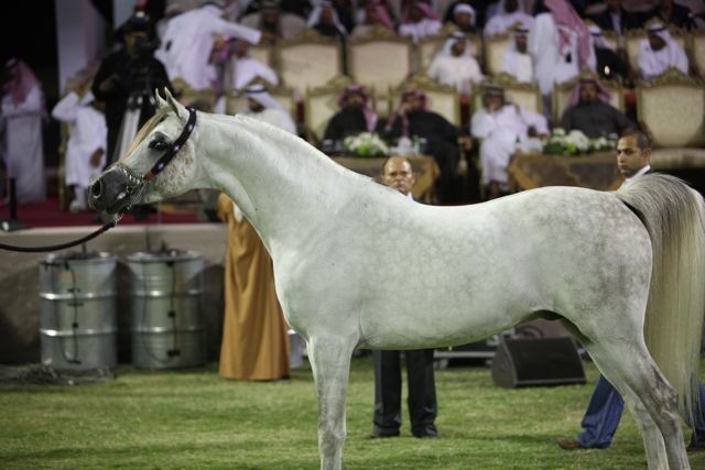 2011 Ajman Arabian Horse Show Day 2
