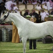 2011 Ajman Arabian Horse Show Day 2