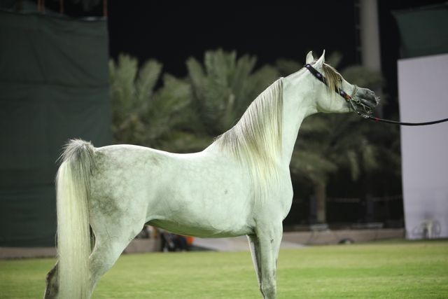 2011 Ajman Arabian Horse Show Day 2
