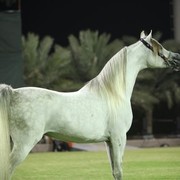 2011 Ajman Arabian Horse Show Day 2