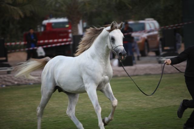 2011 Ajman Arabian Horse Show Day 2