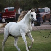 2011 Ajman Arabian Horse Show Day 2
