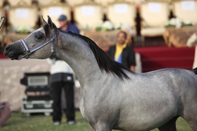 2011 Ajman Arabian Horse Show Day 2