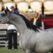2011 Ajman Arabian Horse Show Day 2