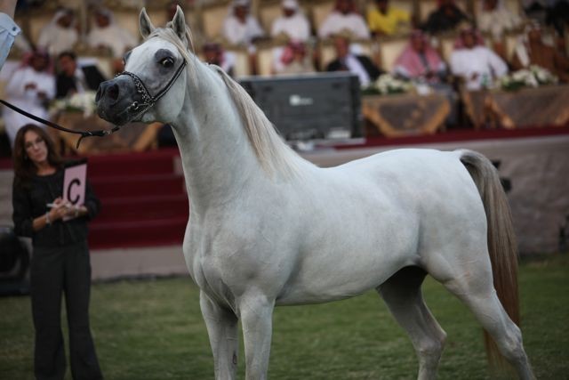 2011 Ajman Arabian Horse Show Day 2