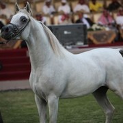 2011 Ajman Arabian Horse Show Day 2