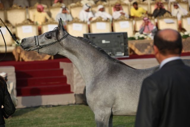 2011 Ajman Arabian Horse Show Day 2