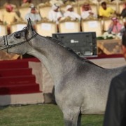 2011 Ajman Arabian Horse Show Day 2