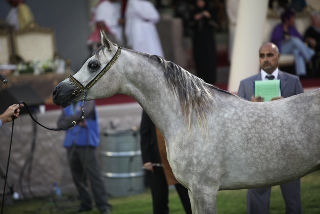 2011 Ajman Arabian Horse Show Day 2