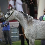 2011 Ajman Arabian Horse Show Day 2